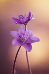 Przylaszczki - fioletowe kwiaty - obrazy, fototapety, plakaty
