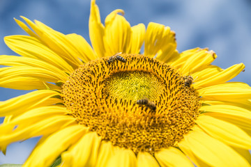Naklejka premium Sonnenblume mit Bienen