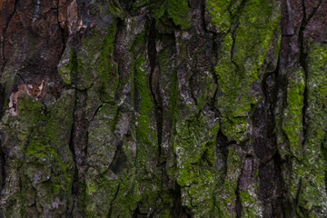 Close up of the chestnut bark texture