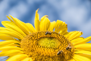 Sonnenblume mit Bienen