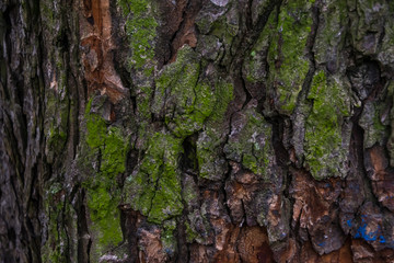 Close up of the chestnut bark texture