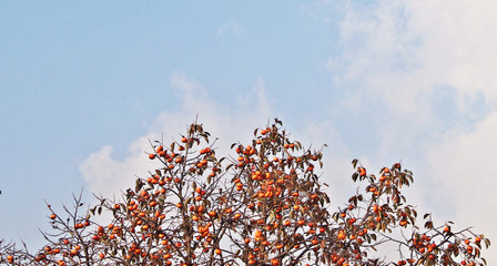 감나무에 달린 감