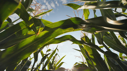 Leaves of corn growing in the field.