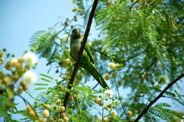 A green parrot on a tree. Spain, Malaga. 