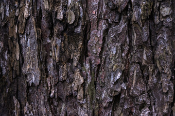 Close up of the chestnut bark texture
