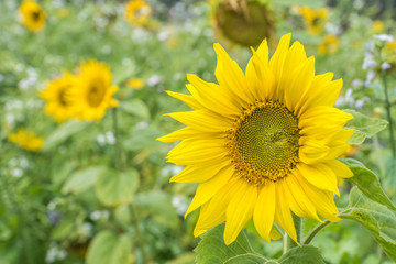 Sonnenblume