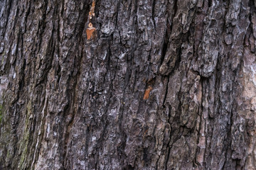 Close up of the chestnut bark texture