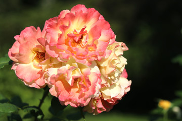  Pink roses on a rose bush in the summer garden. Beautiful and bright.