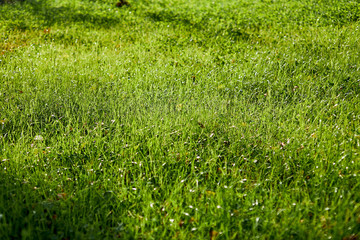 Closeup of fresh green grass on field or gadren next to house