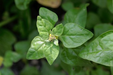 New Zealand spinach, Tetragonia tetragonioides.