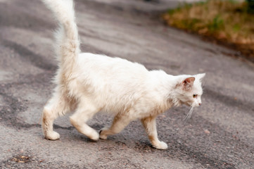 Naklejka na ściany i meble side view of dirty homeless white cat going on road outside