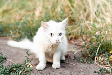 Naklejka na ściany i meble cute scared homeless white cat sitting and looking away on green gass near outside