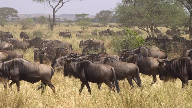 Wildebeest aka Gnu Huge Herd on Migration in African Savanna. Animal in Natural Habitat
