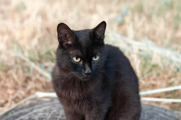 Naklejka na ściany i meble cute homeless black cat with sad eyes sitting and looking away on gass outside
