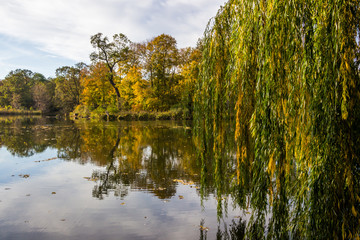 colorful autumn tree leaves in the park