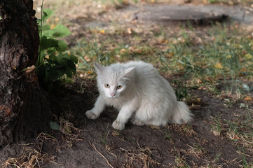 Naklejka na ściany i meble cute scared homeless white cat sitting and looking at camera on green gass near tree outside