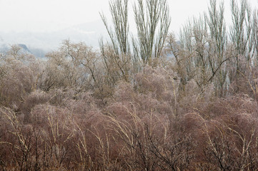 Winter urban frosty landscape - snow covered trees on foggy background