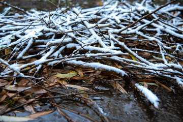 snow covered branches