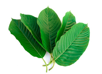 group of kratom leaf (Mitragyna speciosa) Mitragynine on white background isolate image,Drugs and Narcotics,Thai herbal which encourage health, isolated on white background