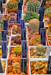 Beautiful view with variety of cactus plants in pots and labels with their names