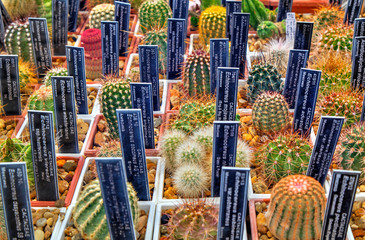 Beautiful view with variety of cactus plants in pots and labels with their names