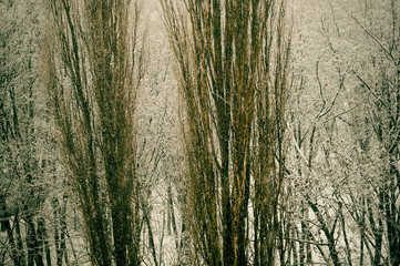 Obraz premium Winter urban frosty landscape - snow covered trees on foggy background