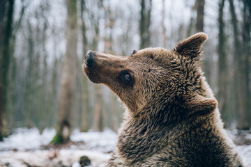 Obraz premium Portrait of a beautiful brown bear in the forest