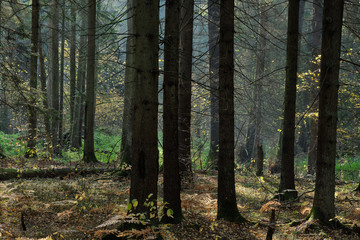 Obraz premium Autumnal deciduous tree stand with ferns