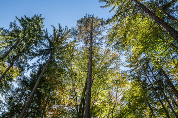 Obraz na płótnie Canvas Herbstlicher Wald