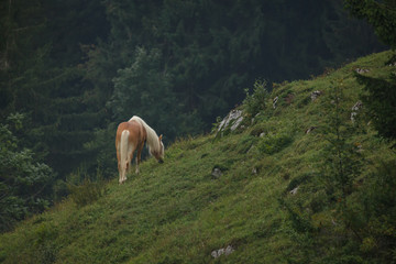 Haflinger in den Bergen