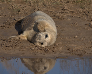 Grey seal pup © Stephen Ellis 35