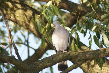 The common wood pigeon (Columba palumbus) sitting on the tree