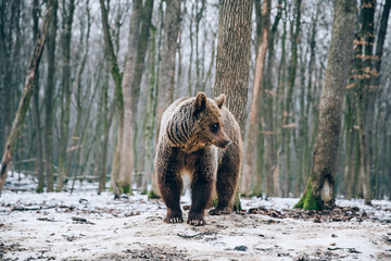 Portrait of a beautiful brown bear in the forest