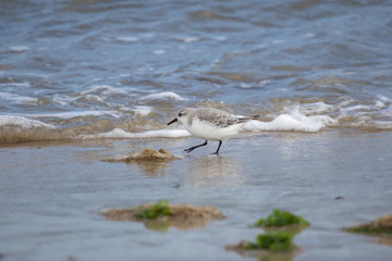 Sanderling