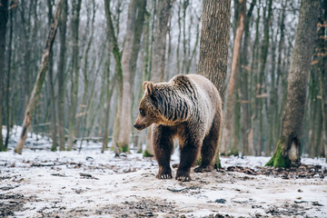 Obraz na płótnie Canvas Portrait of a beautiful brown bear in the forest