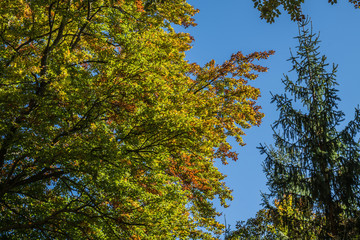 Herbstlicher Wald