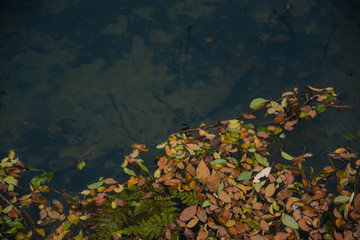 trout seen across the water at Trout Park in Huasca,  Mexico