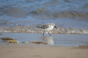 Sanderling