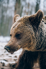 Fototapeta na wymiar Portrait of a beautiful brown bear in the forest