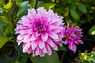 Purple flower