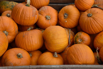 pumpkins for sale at a farmers market. a large number of orange pumpkins. pumpkin picture for use as a background.