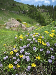 Field of wild flowers in the Swiss alps