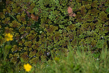 Top View portrait of leaves floating over clear water, Trout Park, in 