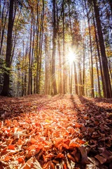 Zelfklevend Fotobehang Boslandschap in de herfst: kleurrijke bladeren en positieve sfeer © Patrick Daxenbichler