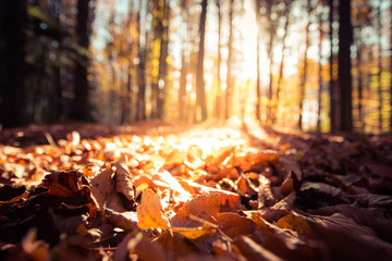 Forest landscape in autumn: Colorful leaves and positive atmosphere