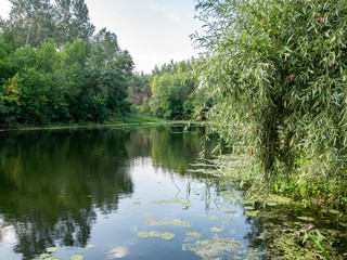 Summer landscape, lowland forest river