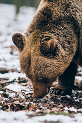 Portrait of a beautiful brown bear in the forest