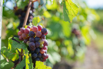 red grapes on the vine