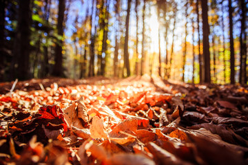 Forest landscape in autumn: Colorful leaves and positive atmosphere