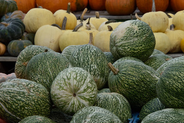 pumpkins and gourds. Decorative, dining, fodder pumpkin varieties of different colors. different...